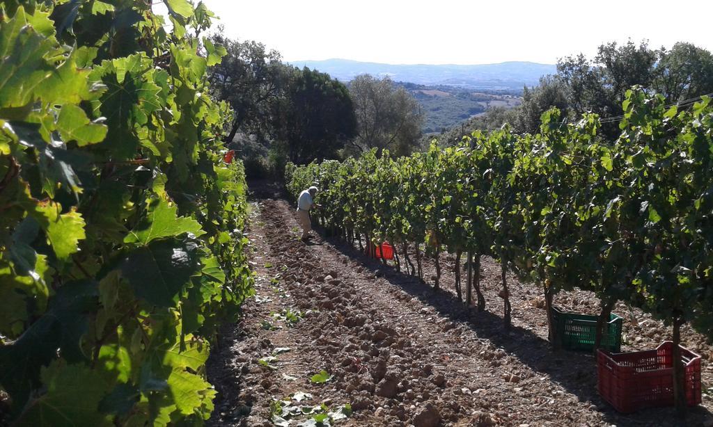 Agriturismo Belvedere Di Pierini E Brugi Campagnatico Dış mekan fotoğraf